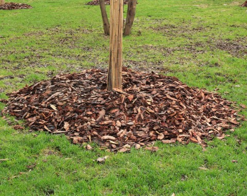 Najczęstsze błędy w ściółkowaniu jesienią. Zamiast pomóc, zaszkodzą roślinom w ogrodzie
