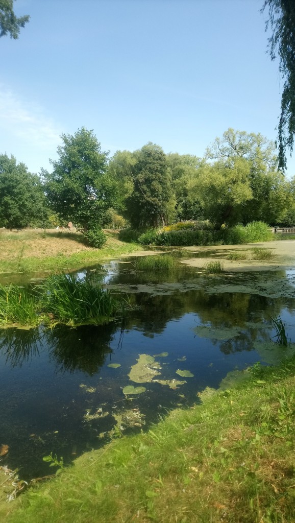 Rośliny, Wrześniowa .........jeszcze letnia galeria..... - ..................nad stawkiem....................