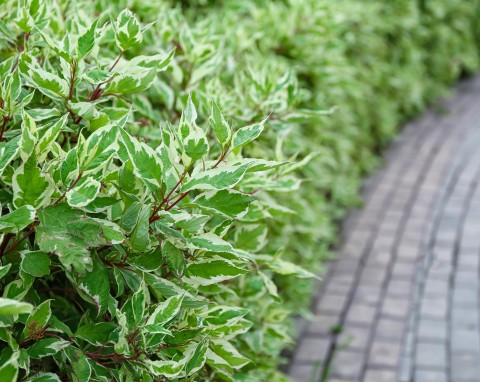 Ten krzew wygląda perfekcyjnie przez cały rok. Możesz posadzić wszędzie, bo nie ma dużych wymagań