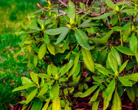 Jeden błąd i rododendron nie przetrwa zimy. Jest jeszcze czas, by go dobrze zabezpieczyć