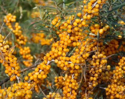 Rokitnik pospolity (Hippophae rhamnoides)