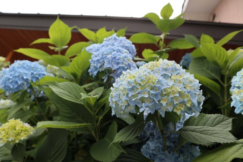 Hortensje potrzebują nawożenia również późnym latem.