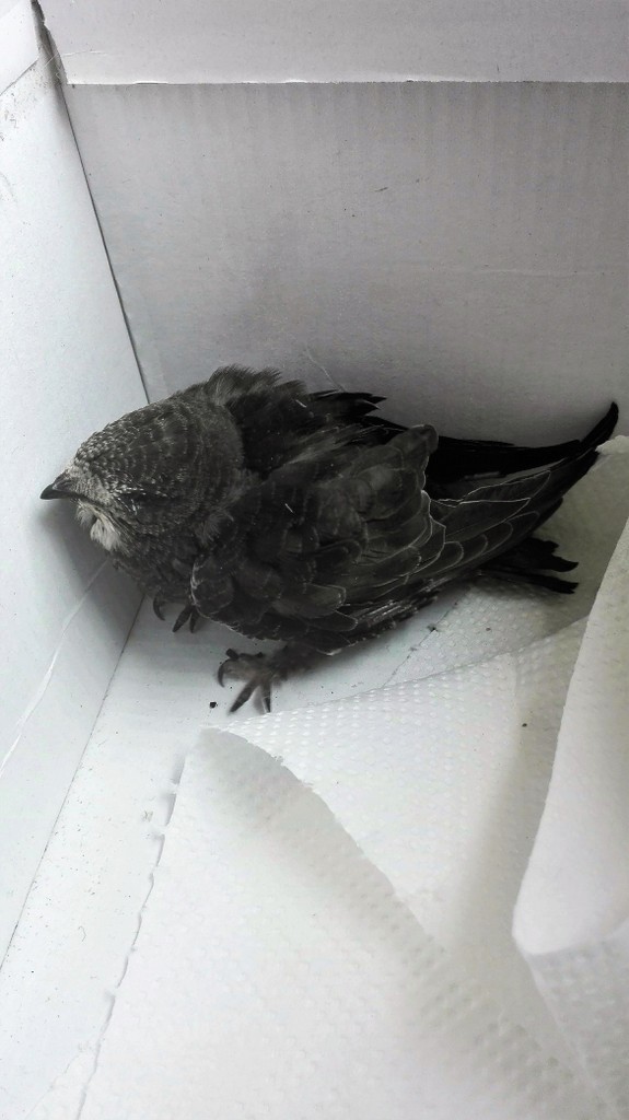 Balkon, Balkon o różnych porach dnia ;) - młody jerzyk - znalazłam go pod klatką - został odwieziony do ptasiego azylu w warszawskim zoo (choć Nikita bardzo chciała się nim zająć :))