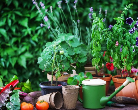 Uprawa współrzędna warzyw. Sąsiedztwo wysiewanych i sadzonych roślin w warzywniku