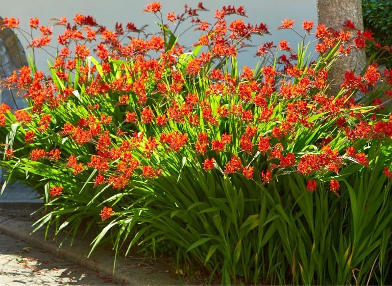 kroksomia w ogrodzie