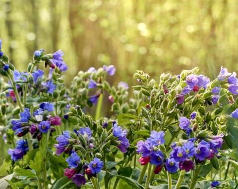 Miodunka plamista (Pulmonaria officinalis)