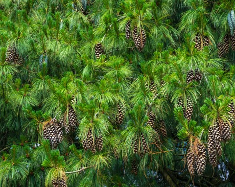 Sosna wejmutka (Pinus strobus)
