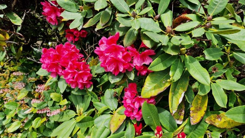 Niedobór składników odżywczych to jedna z przyczyn żółknięcia liści rododendrona.