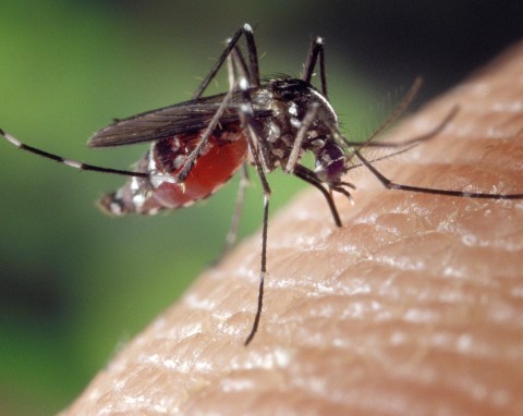 Zrób to sam: domowe sposoby na komary