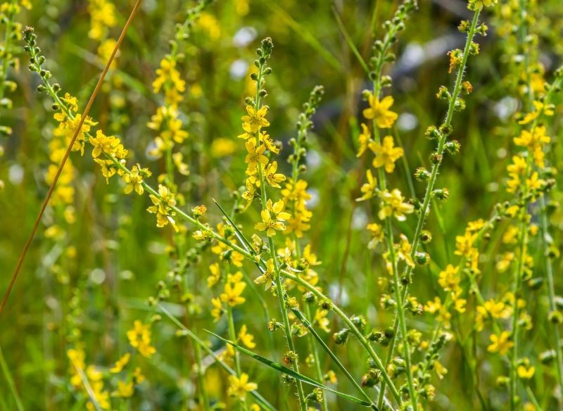Rzepik ozimy uznawany jest za jedną z najlepszych roślin na późny poplon.