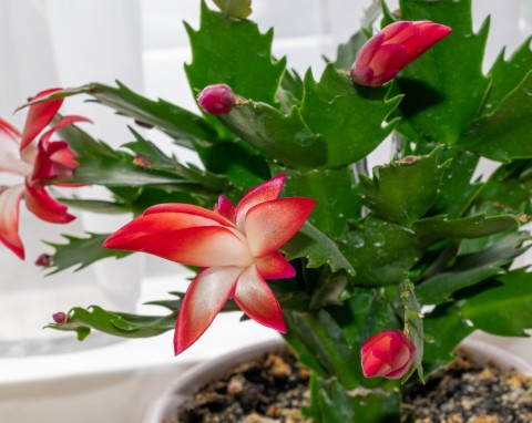 Jak rozmnożyć kaktusa bożonarodzeniowego? Wybierz dobry moment, by mieć więcej sadzonek