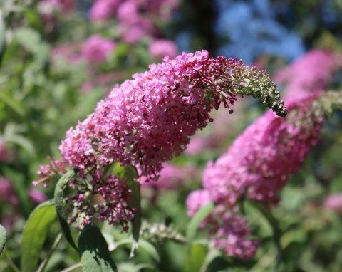 Czy motyli krzew może przemarznąć? Przygotowanie budlei Dawida do zimy