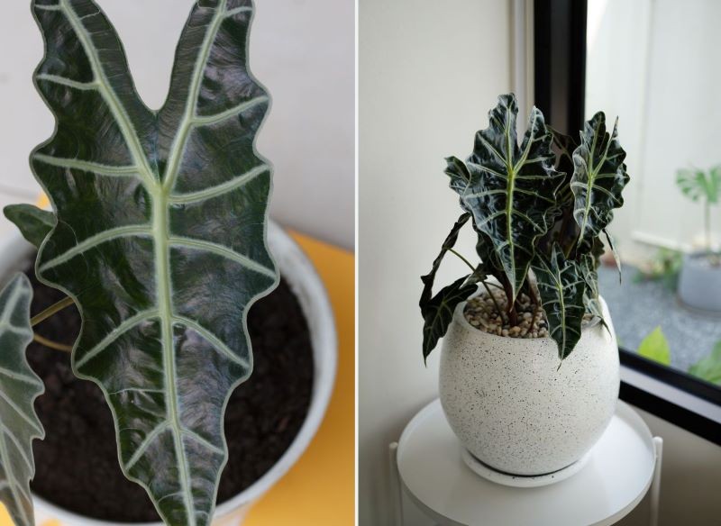 Alokazja jest piękna, ale wymagająca.