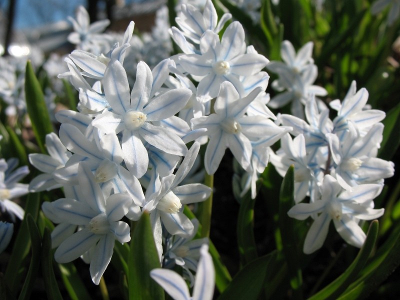 puszkinia cebulicowata