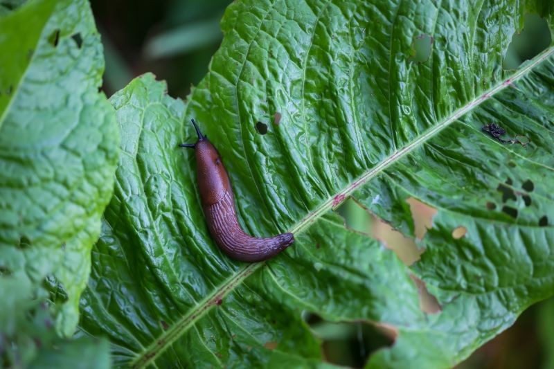 Ślimaki bez skorupy sieją spustoszenie w letnim ogrodzie.