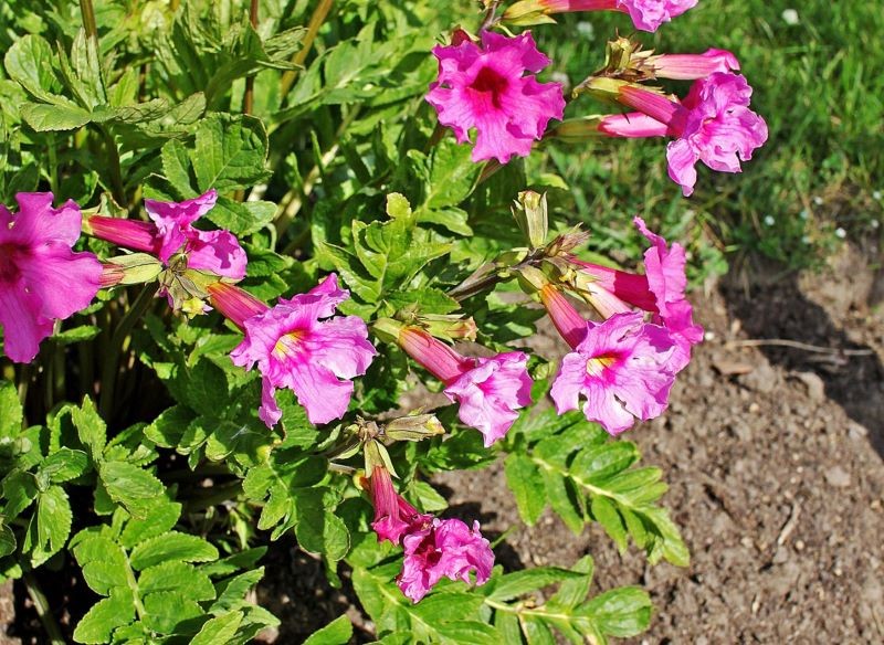 Inkarwilla Delavaya tworzy gęste kępy liści.