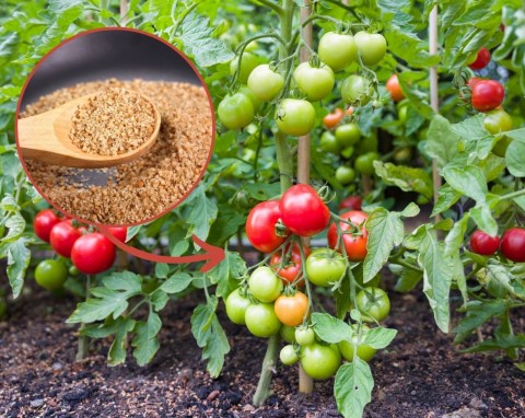 Pomidory zawiążą dużo kwiatów i będą obficie owocować. Jak przyspieszyć owocowanie pomidorów?