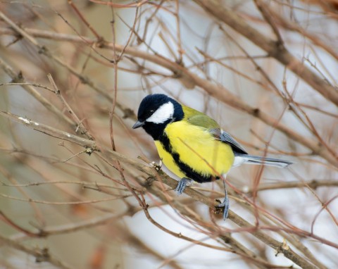 Dlaczego sikorki stukają w szybę? Powieś im karmnik na odpowiedniej wysokości i wrzuć te smakołyki