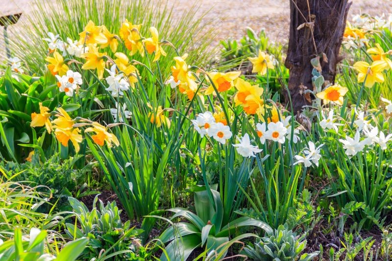 Żonkile to zwiastuny wiosny i symbole odrodzenia.