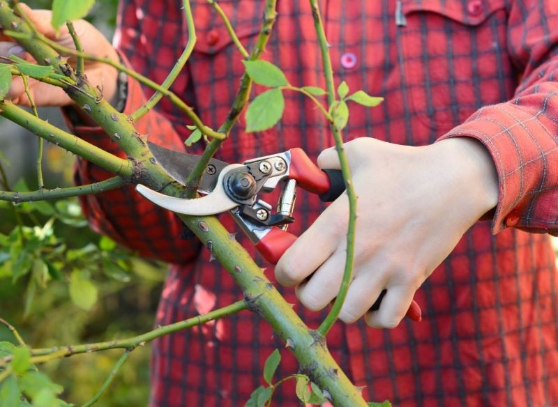Na sadzonki przeznaczmy zdrowe i nieuszkodzone pędy róż.