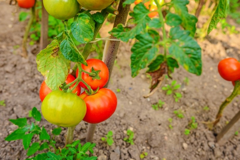 żółte liście pomidorów 