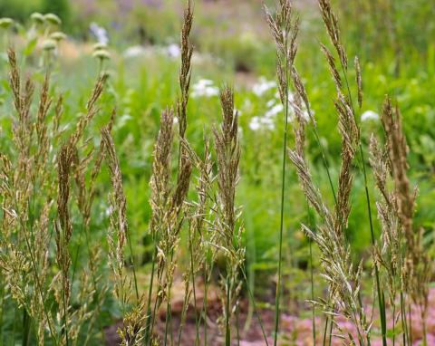 Owies wieczniezielony (Helictotrichon sempervirens)