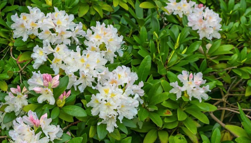 Jesienna pielęgnacja wpływa na kwitnienie rododendronów na wiosnę.