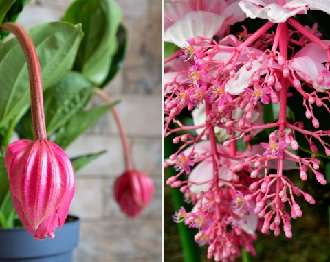 Roślina o nadzwyczajnych kwiatach. Jak uprawiać medinillę wspaniałą w domu?