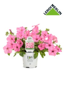 PetUnia SupertUnia Vista