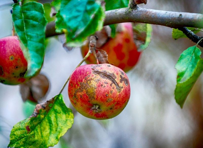 Owoców porażonych parchem nie wolno spożywać. Fot. CanvaPro