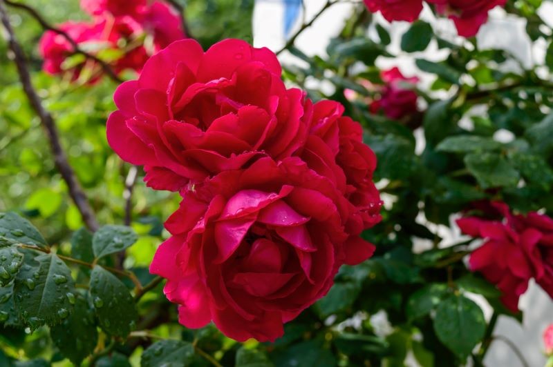 Róże w zależności od gatunku i odmiany mają mniejszą lub większą odporność na mróz.