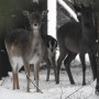 Dekoracje, W SZAROŚCIACH,BŁĘKICIE I BIELI...