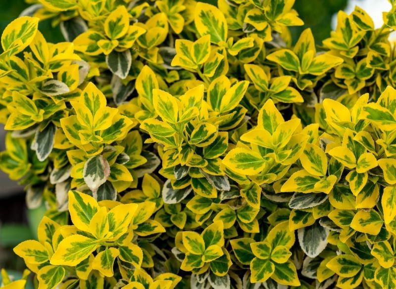 Trzmielina Fortune'a 'Emerald Gold' jest łatwo dostępna w postaci szczepionej.