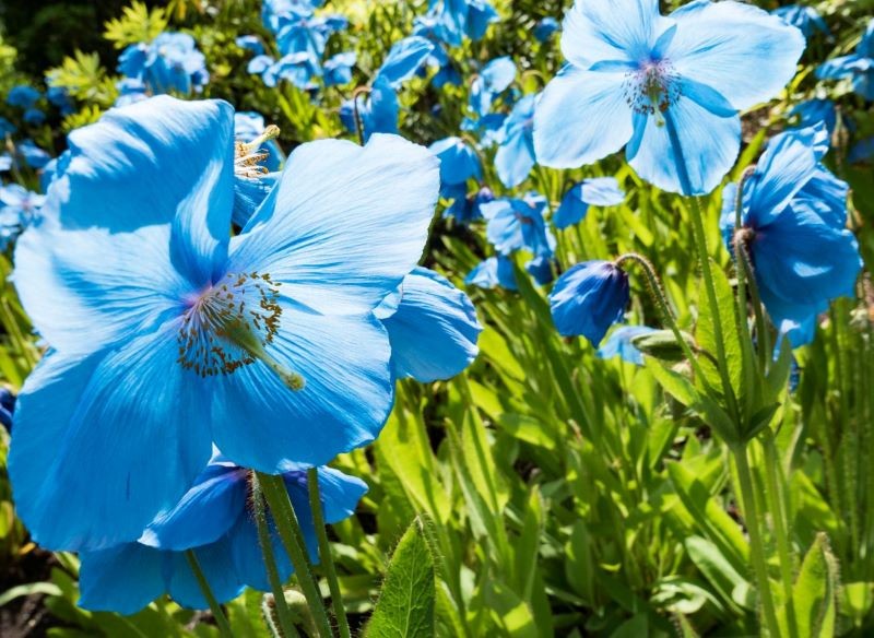Maki niebieskie wyglądają jak efekt pracy malarza lub grafika komputerowego, choć ich kolor jest całkowicie naturalny.