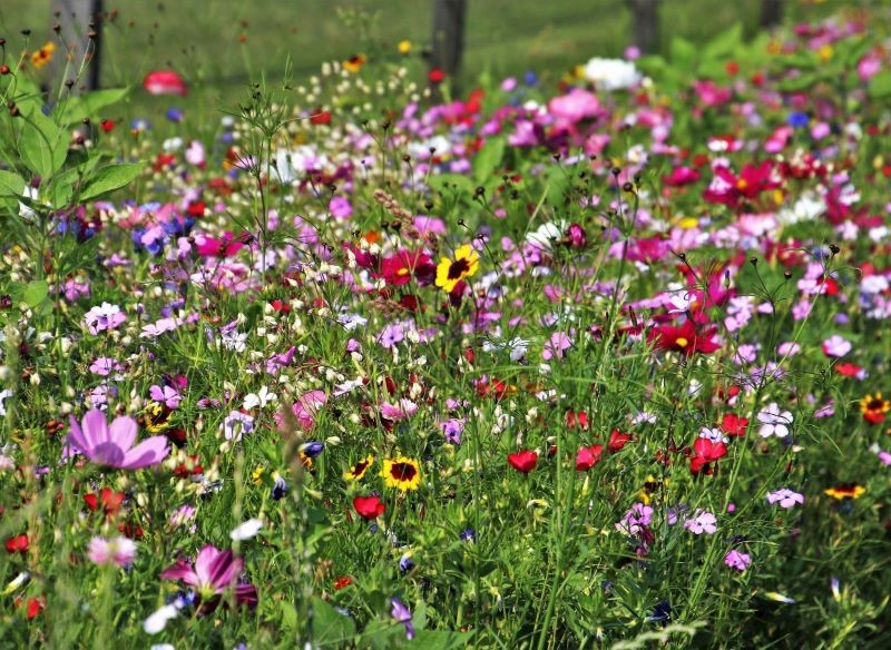 Łąka kwietna przyciągnie do naszego ogrodu pożyteczne zapylacze.