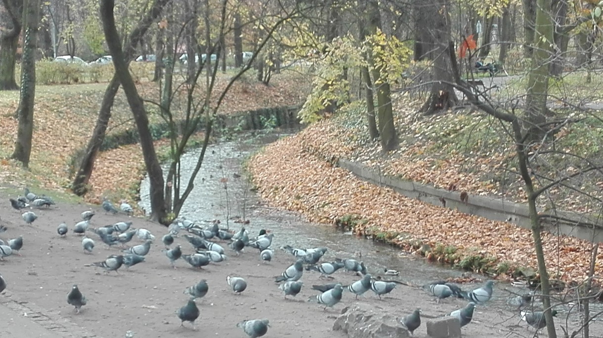 Podróże, Listopadowy park