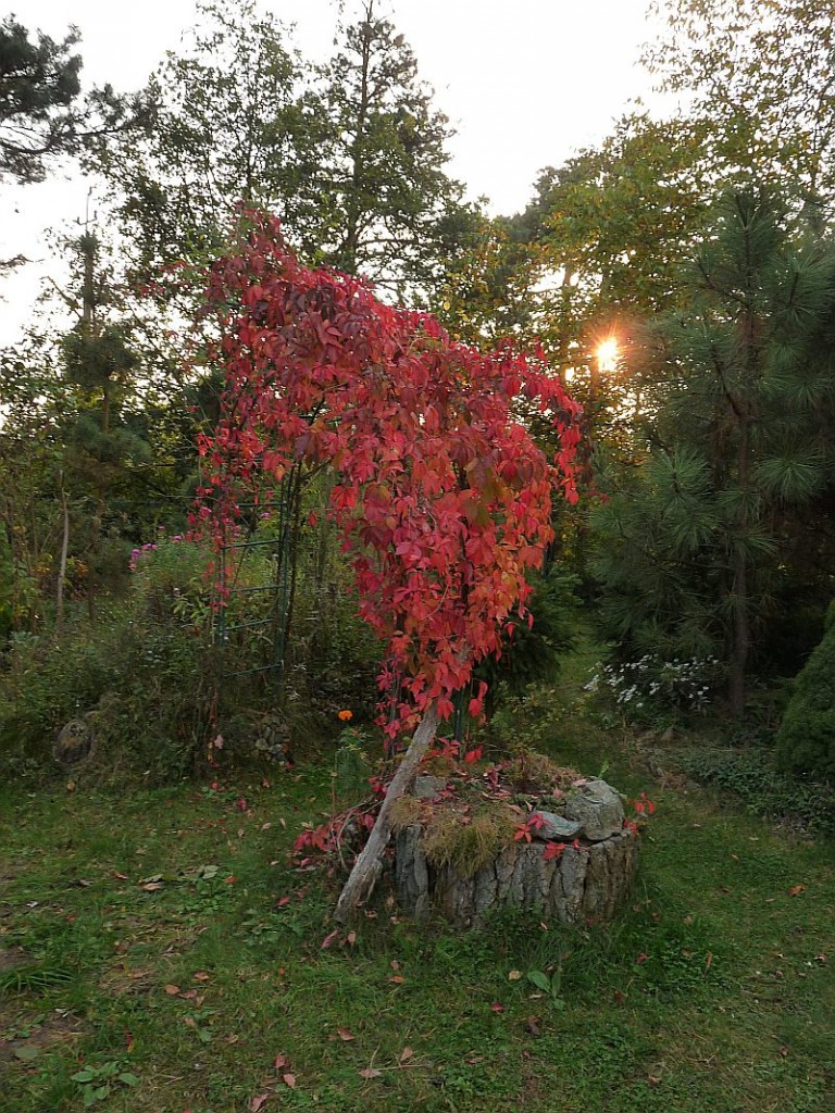 Pozostałe, Jesienny ogród - pergola  boczna