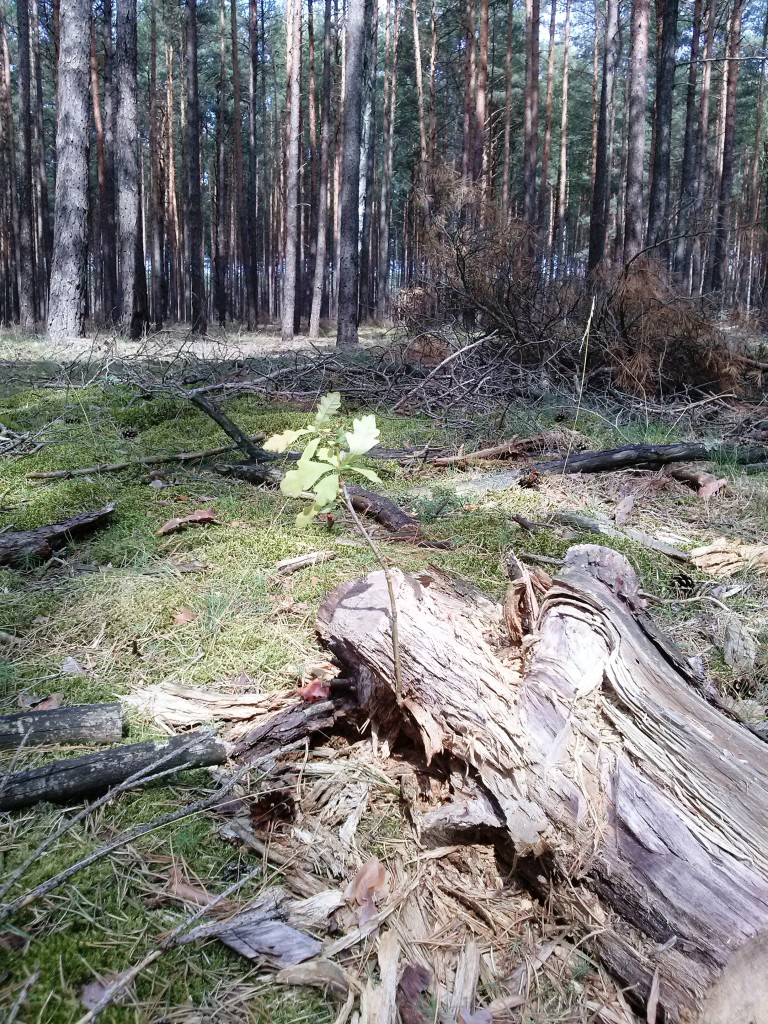 Pozostałe, Jeszcze trochę lata - ... nowe życie