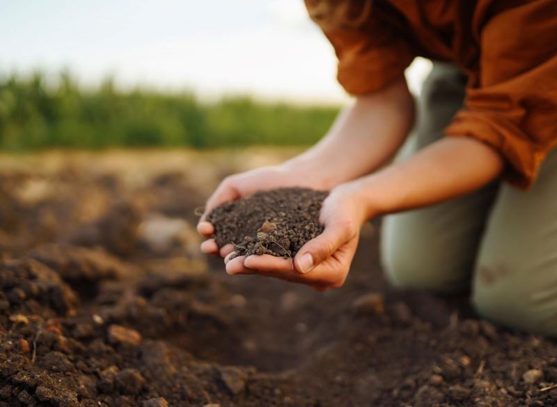 Ważnym etapem zakładania rabaty no dig jest rozkładanie kompostu.