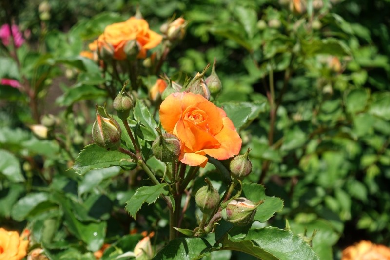 oprysk z pestek grejpfruta