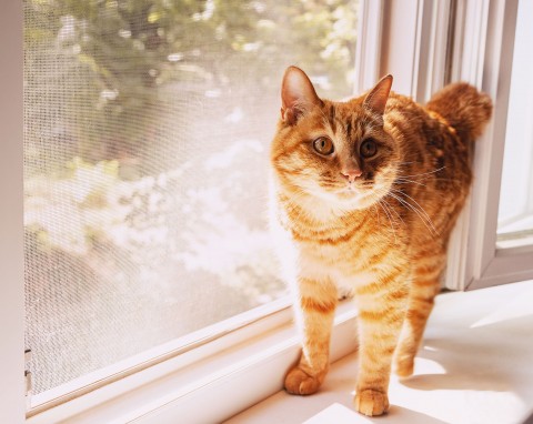 Ciekawa i trudno dostępna w Europie rasa kotów – znasz je?