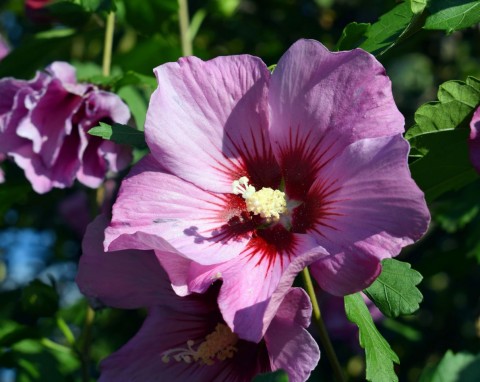 Pielęgnacja hibiskusa ogrodowego. 5 rad na obfite i długie kwitnienie
