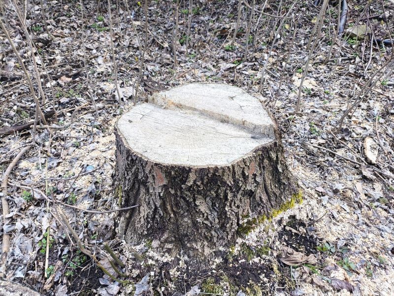 Ręczne wykopanie dużych i głęboko zakorzenionych pni jest bardzo trudne.