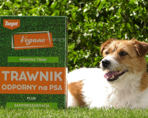 Jaki trawnik jest dla Ciebie? Odkryj idealną mieszankę z mikrokoniczyną – bez podlewania, nawożenia i wypalonych przez psa plam