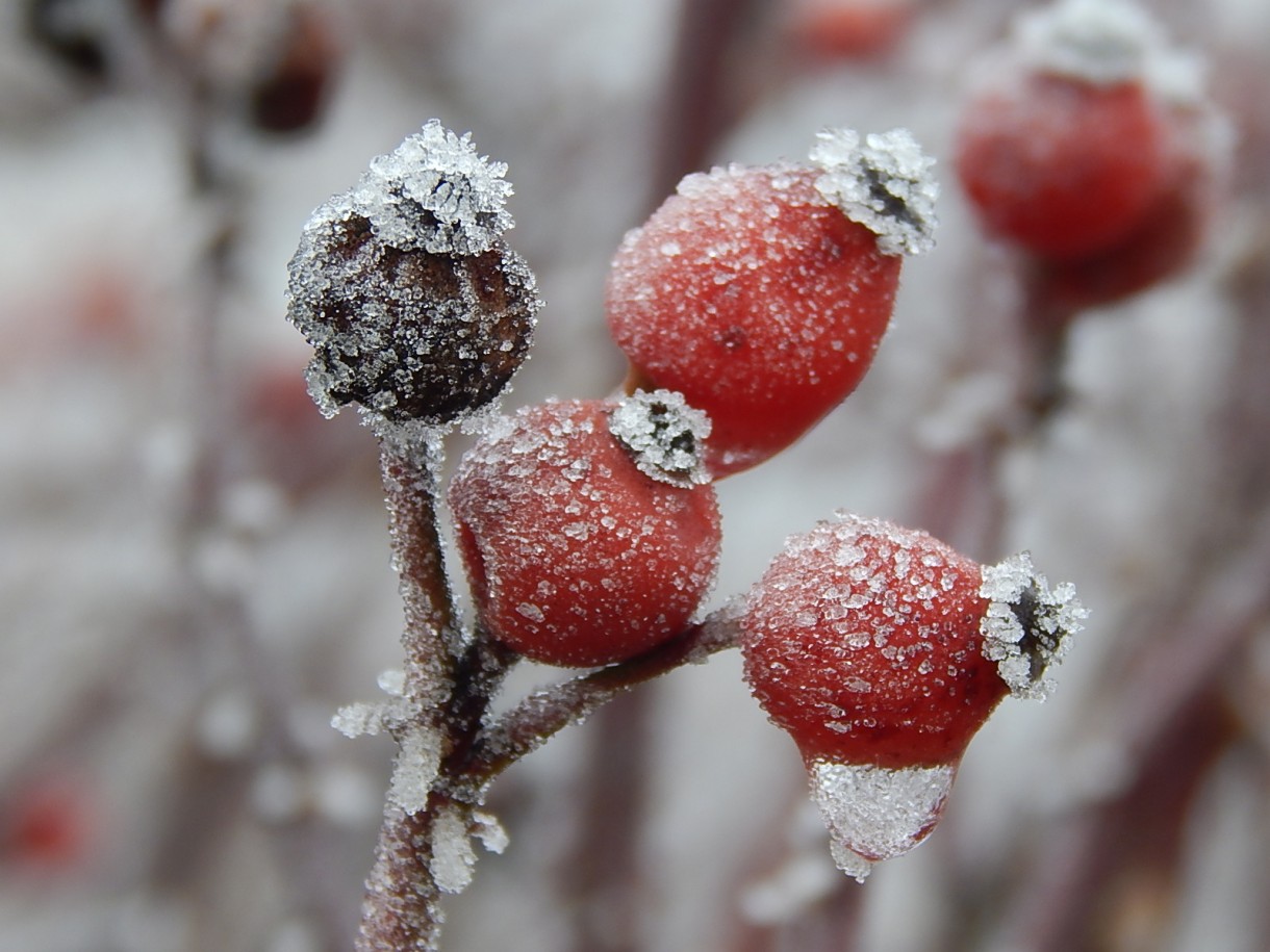 Leśne klimaty, WINTER ART ...