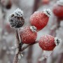 Leśne klimaty, WINTER ART ...