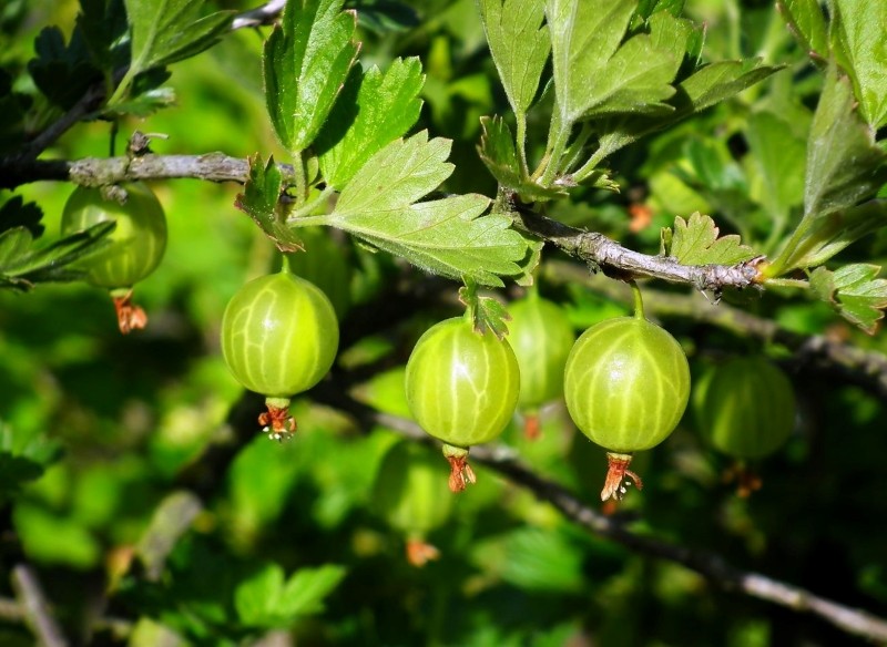 czym nawozić agrest wiosną 