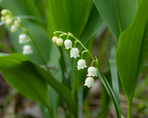 Konwalia majowa (Convallaria majalis)