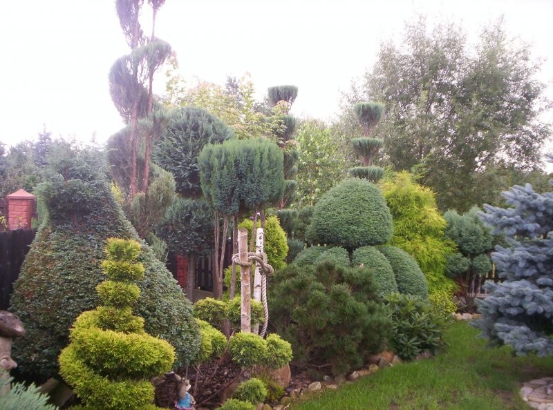 Ogród, ogród 2010