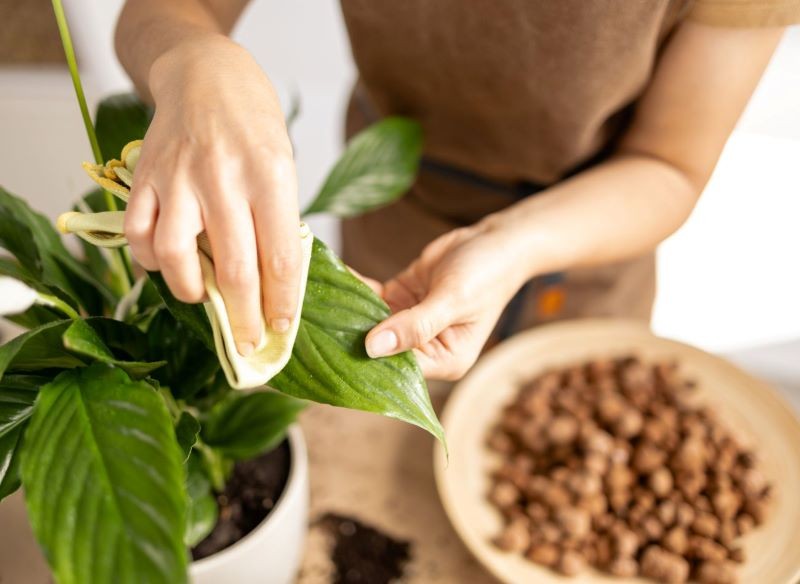 Zimą warto zraszać liście skrzydłokwiatu i przecierać je z kurzu.